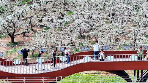 春天欠你的雪,阳信梨花全给你